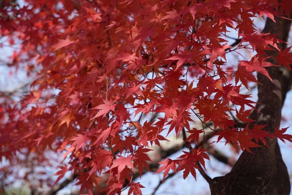 Japonski javor 'Atropurpureum'