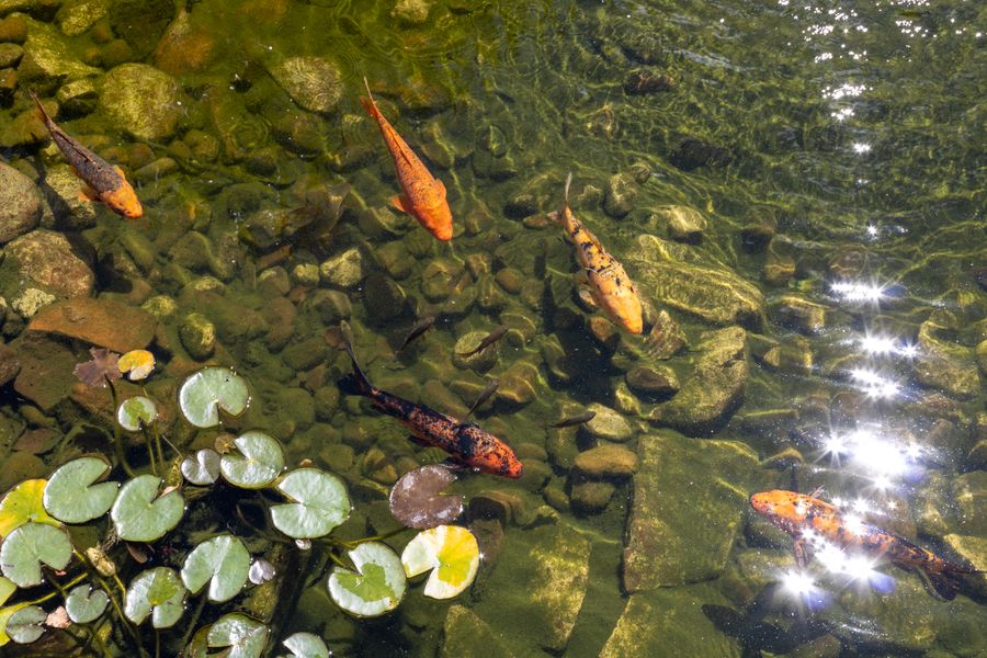 Plavalni ribnik v vrtu, Bled